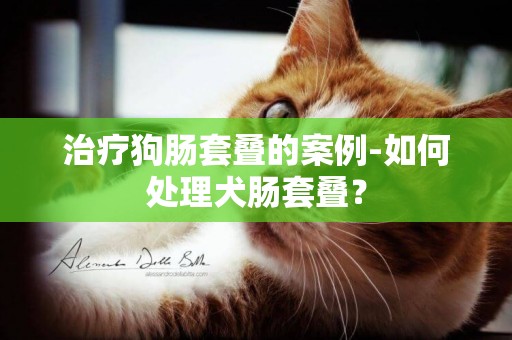 治療狗腸套疊的案例-如何處理犬腸套疊？