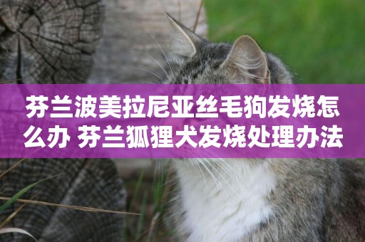 芬蘭波美拉尼亞絲毛狗發燒怎么辦 芬蘭狐貍犬發燒處理辦法
