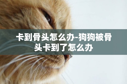 卡到骨頭怎么辦-狗狗被骨頭卡到了怎么辦