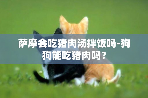 薩摩會吃豬肉湯拌飯嗎-狗狗能吃豬肉嗎？