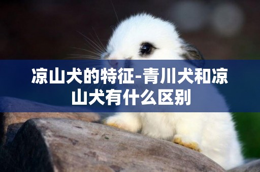 涼山犬的特征-青川犬和涼山犬有什么區別