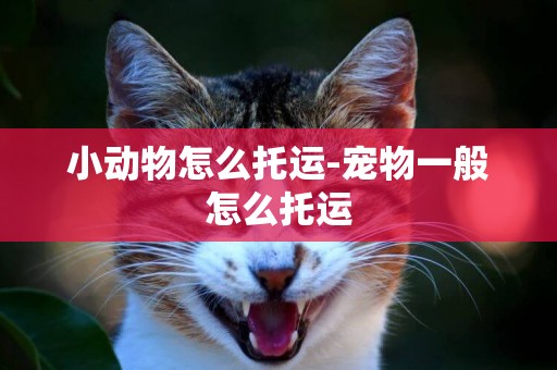 小動物怎么托運-寵物一般怎么托運