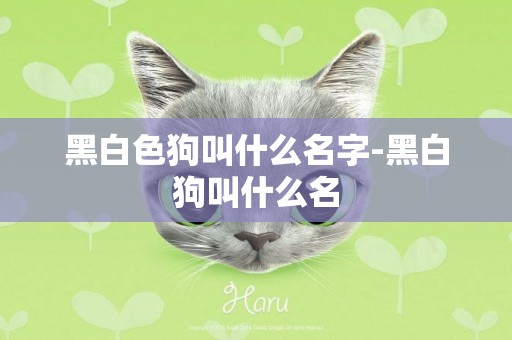 黑白色狗叫什么名字-黑白狗叫什么名