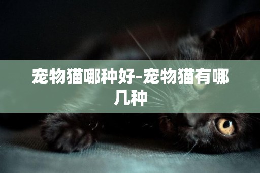 寵物貓哪種好-寵物貓有哪幾種