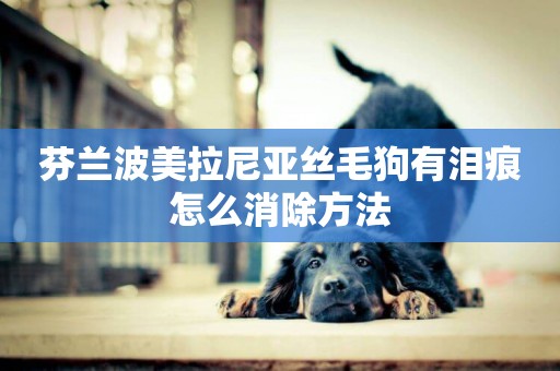 芬蘭波美拉尼亞絲毛狗有淚痕怎么消除方法