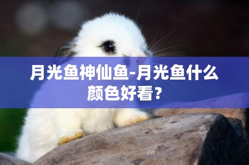 月光魚神仙魚-月光魚什么顏色好看？