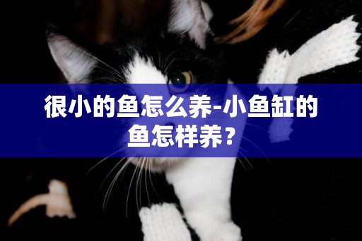 很小的魚怎么養-小魚缸的魚怎樣養？