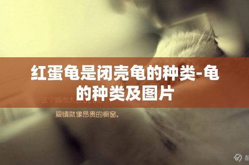 紅蛋龜是閉殼龜的種類-龜的種類及圖片
