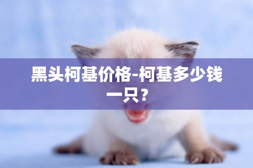 黑頭柯基價格-柯基多少錢一只？