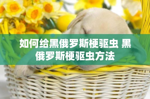 如何給黑俄羅斯梗驅蟲 黑俄羅斯梗驅蟲方法