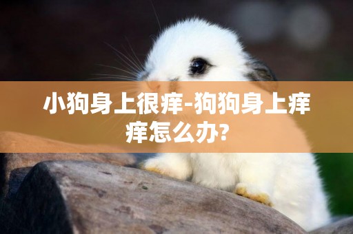 小狗身上很癢-狗狗身上癢癢怎么辦?