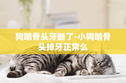 狗啃骨頭牙斷了-小狗啃骨頭掉牙正常么