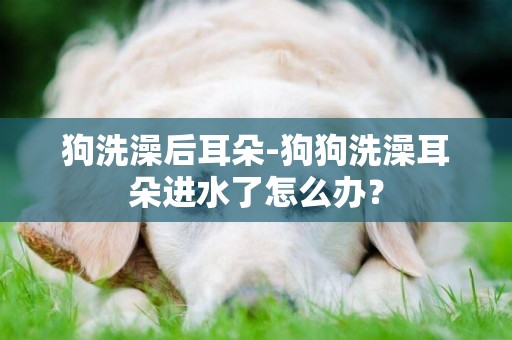 狗洗澡后耳朵-狗狗洗澡耳朵進水了怎么辦？