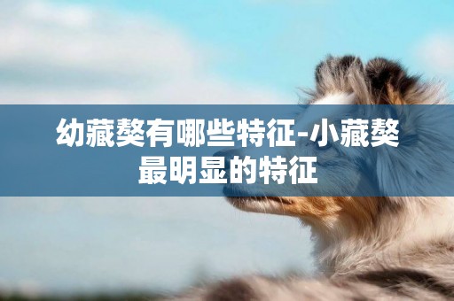 幼藏獒有哪些特征-小藏獒最明顯的特征