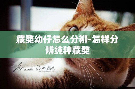 藏獒幼仔怎么分辨-怎樣分辨純種藏獒
