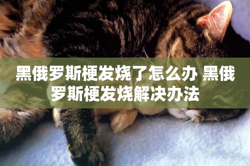 黑俄羅斯梗發燒了怎么辦 黑俄羅斯梗發燒解決辦法