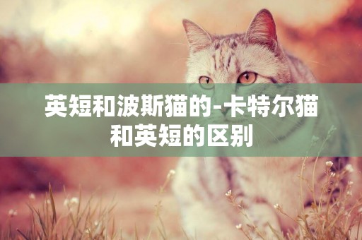 英短和波斯貓的-卡特爾貓和英短的區別