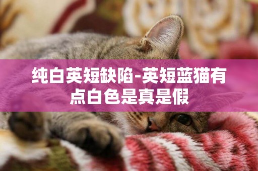 純白英短缺陷-英短藍貓有點白色是真是假