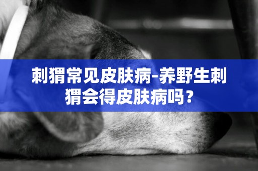 刺猬常見皮膚病-養野生刺猬會得皮膚病嗎？