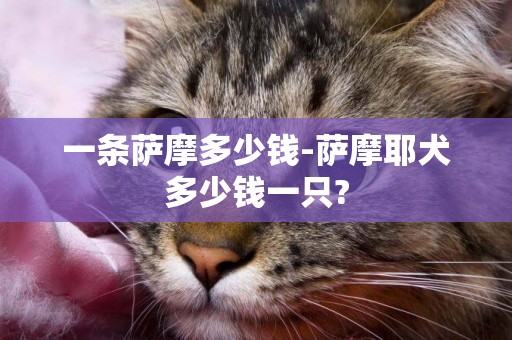 一條薩摩多少錢-薩摩耶犬多少錢一只?
