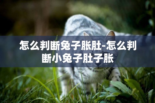 怎么判斷兔子脹肚-怎么判斷小兔子肚子脹