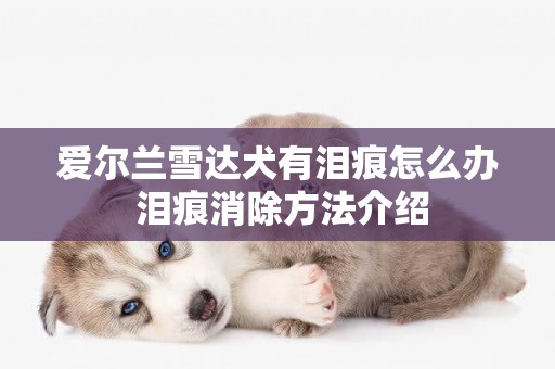 愛爾蘭雪達犬有淚痕怎么辦 淚痕消除方法介紹