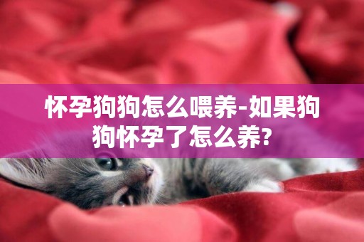 懷孕狗狗怎么喂養-如果狗狗懷孕了怎么養?