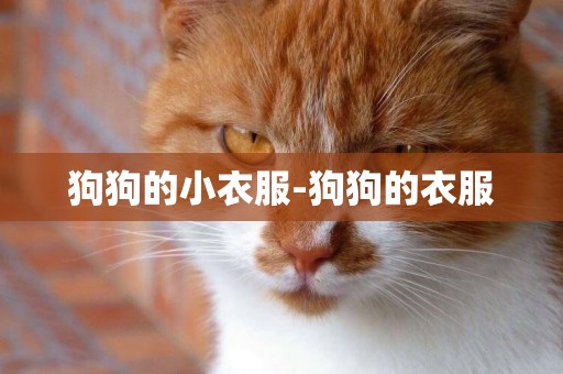 狗狗的小衣服-狗狗的衣服