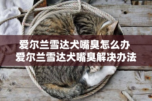 愛爾蘭雪達犬嘴臭怎么辦 愛爾蘭雪達犬嘴臭解決辦法