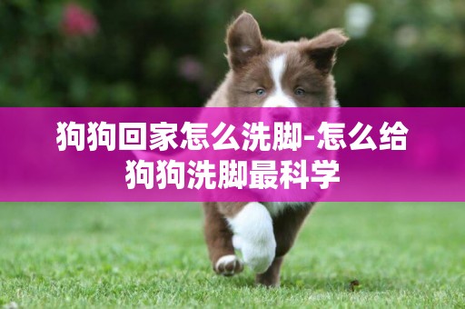 狗狗回家怎么洗腳-怎么給狗狗洗腳最科學