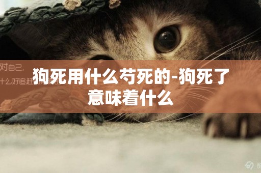 狗死用什么芍死的-狗死了意味著什么