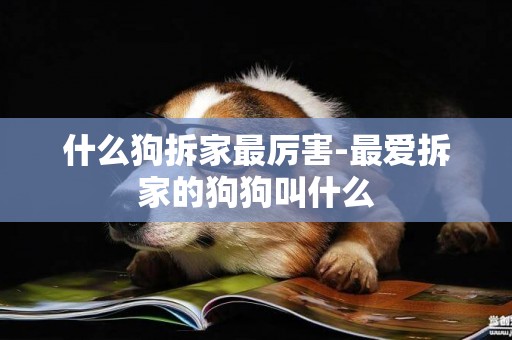 什么狗拆家最厲害-最愛拆家的狗狗叫什么