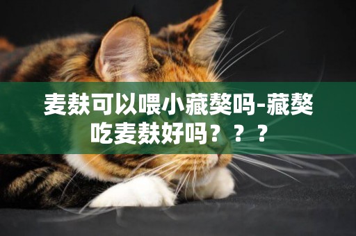 麥麩可以喂小藏獒嗎-藏獒吃麥麩好嗎？？？