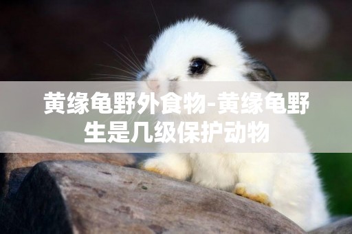 黃緣龜野外食物-黃緣龜野生是幾級保護動物