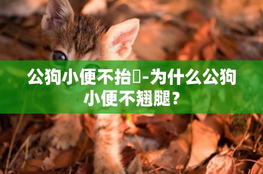 公狗小便不抬腳-為什么公狗小便不翹腿？