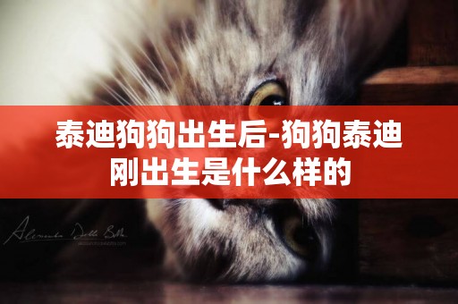 泰迪狗狗出生后-狗狗泰迪剛出生是什么樣的