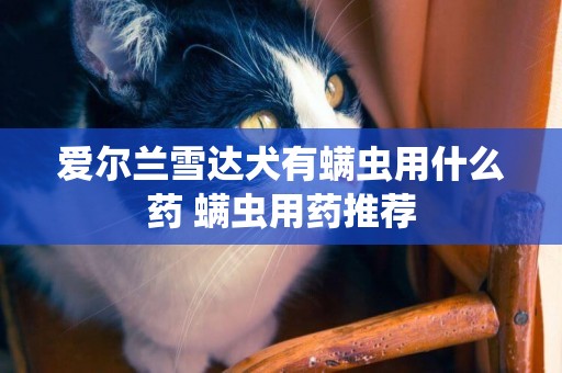 愛爾蘭雪達犬有螨蟲用什么藥 螨蟲用藥推薦