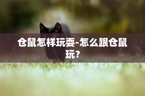 倉鼠怎樣玩耍-怎么跟倉鼠玩？