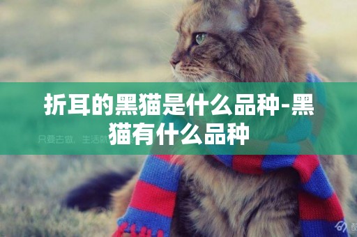 折耳的黑貓是什么品種-黑貓有什么品種