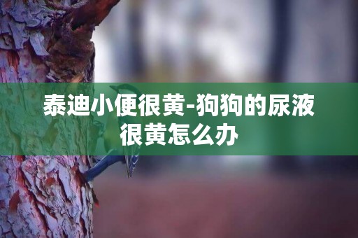 泰迪小便很黃-狗狗的尿液很黃怎么辦