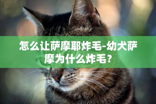 怎么讓薩摩耶炸毛-幼犬薩摩為什么炸毛？