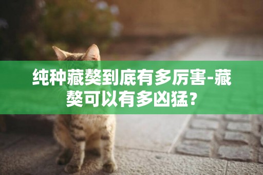 純種藏獒到底有多厲害-藏獒可以有多兇猛？