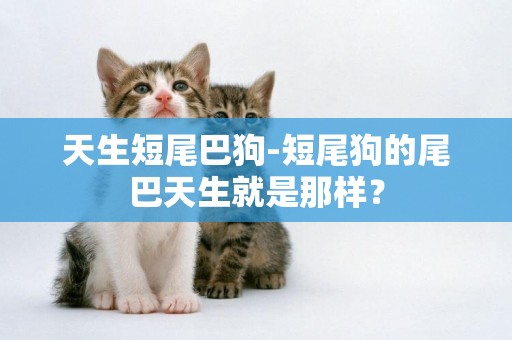 天生短尾巴狗-短尾狗的尾巴天生就是那樣？