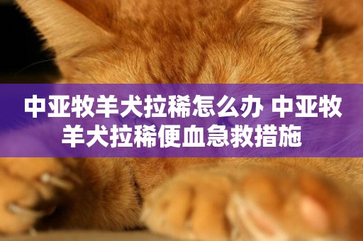 中亞牧羊犬拉稀怎么辦 中亞牧羊犬拉稀便血急救措施