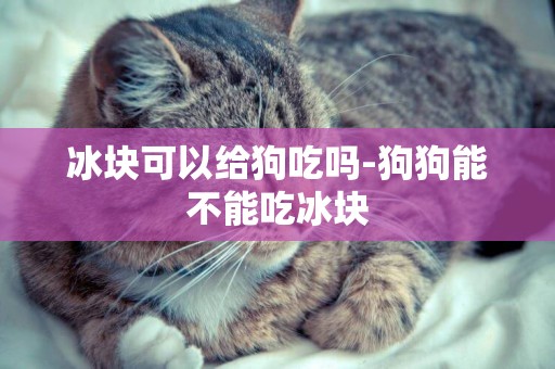 冰塊可以給狗吃嗎-狗狗能不能吃冰塊