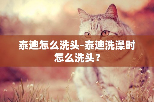 泰迪怎么洗頭-泰迪洗澡時怎么洗頭？