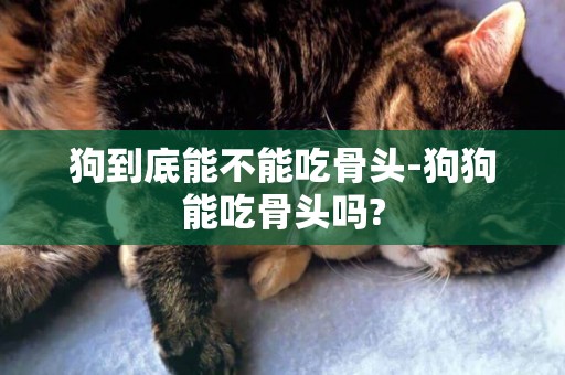 狗到底能不能吃骨頭-狗狗能吃骨頭嗎?