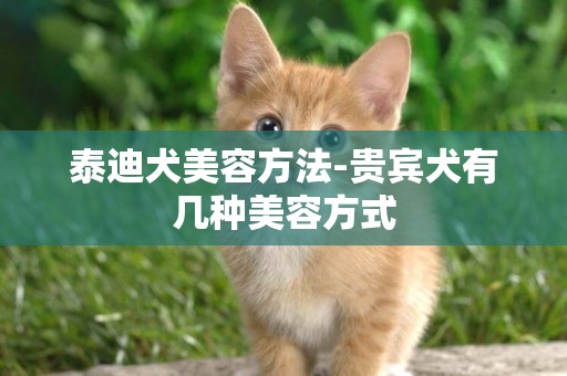 泰迪犬美容方法-貴賓犬有幾種美容方式