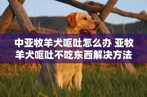 中亞牧羊犬嘔吐怎么辦 亞牧羊犬嘔吐不吃東西解決方法