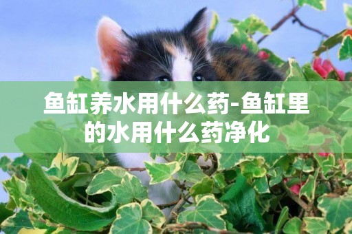 魚缸養水用什么藥-魚缸里的水用什么藥凈化